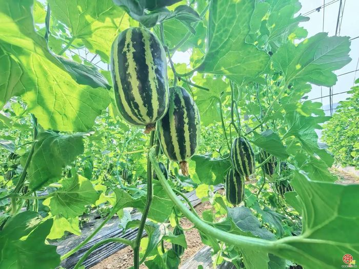 高官寨甜瓜熟了，这份采摘地图请收好！