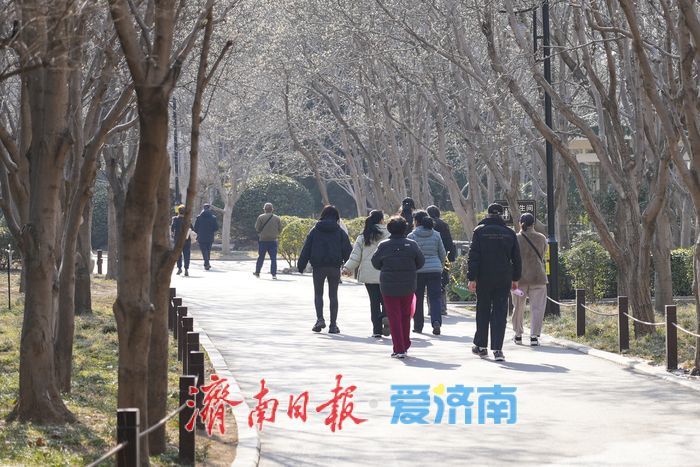 济南百花公园玉兰“含苞待放”