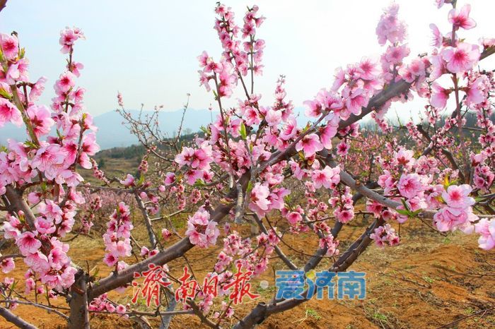 春日暖阳，带你奔赴浪漫花约，济南市特色林果赏花攻略来啦→