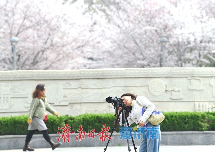 一年四季 泉在济南丨繁花似雪，“樱”你而美