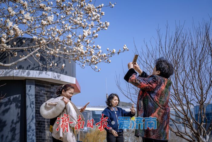 暖阳催花绽！泉城广场玉兰花悄然盛开，邂逅早春浪漫