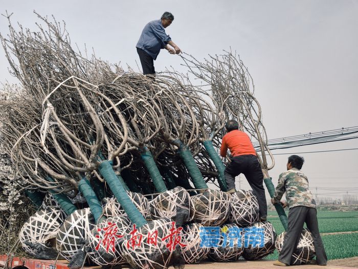 樱花苗木成 “摇钱树” 村民增收有新路