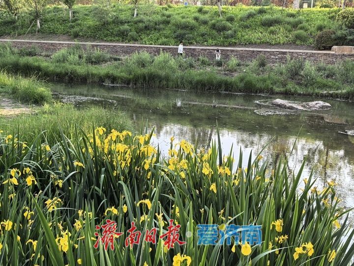 立夏时节 济南腊山河变身“莫奈花园” 