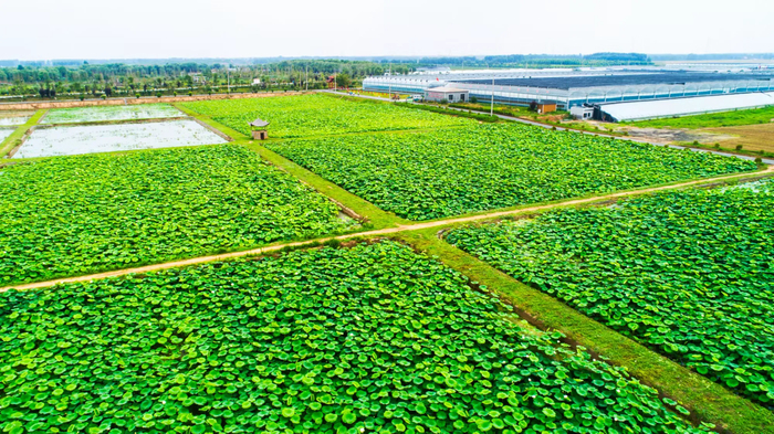 【一条路·一座城】④章丘：振兴之路！