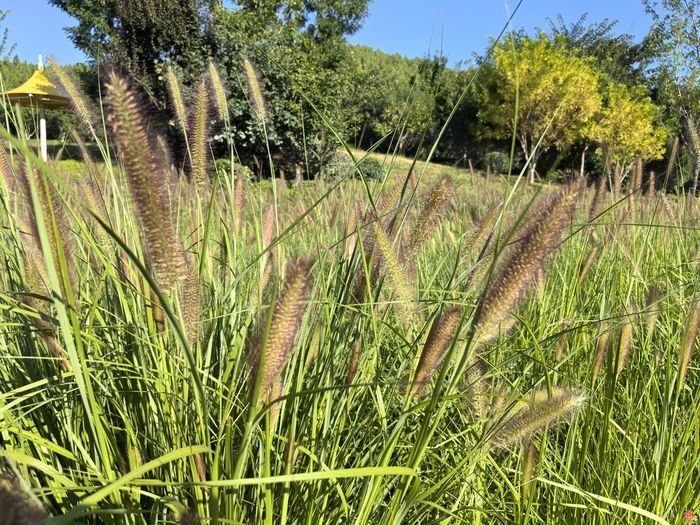 让百姓从“赏绿”到“享绿”  济南市政协月度商量推进绿地开放共享