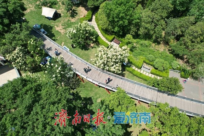 一年四季 泉在济南丨泉城公园绿意盎然，初夏时节展现生态之美