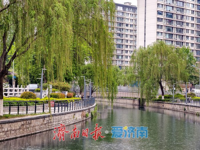 暮春细雨润泉城，工商河畔柳含烟