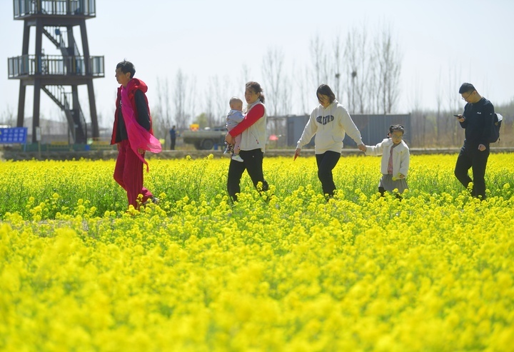 仲春时节满眼金，油菜花开遍地黄 