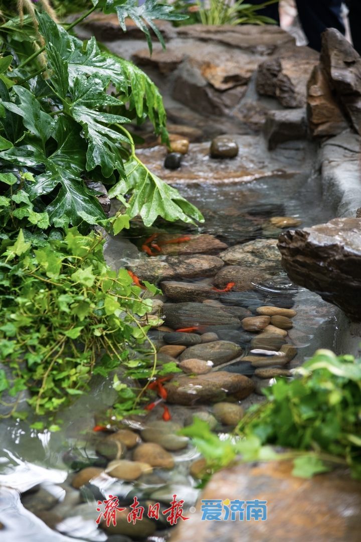 清风携水雾，景致再焕新！趵突泉解锁夏日泉水纳凉新体验