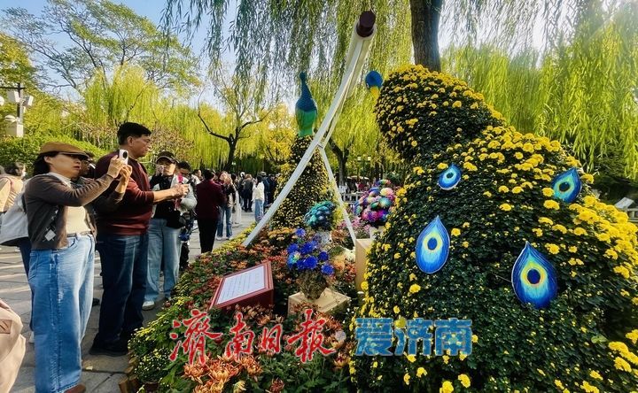 趵突泉畔菊正黄，一城秋色入花海
