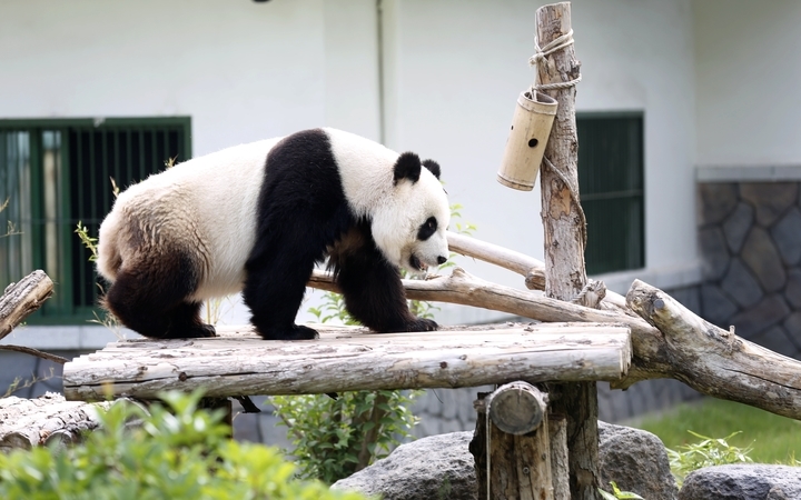 国宝生日会 众人送祝福！济南动物园大熊猫“华奥”17岁啦！