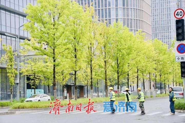 一年四季 泉在济南｜雨润娜塔栎 城市街头尽显绿意风情