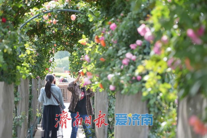 五彩月季烂漫绽放，泉城广场成梦幻花海