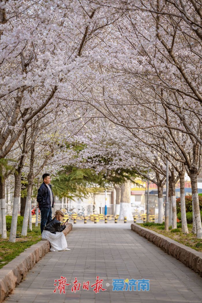 济南滨湖广场樱花盛放 春日浪漫氛围感拉满