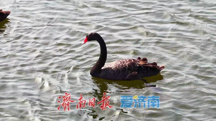 一年四季 泉在济南丨碧波映翠夏意浓！华山历史文化湿地公园“绿境”醉游人