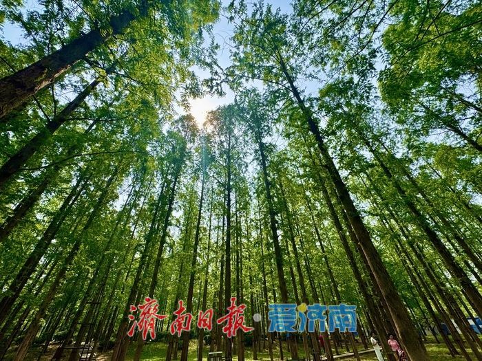 一年四季 泉在济南丨泉城公园水杉林 初夏演绎“绿野仙踪”