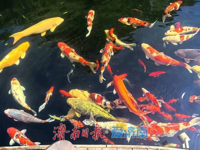 一年四季 泉在济南｜星空为幕 花海作席 黑峪村藏着一座“莫奈花园”