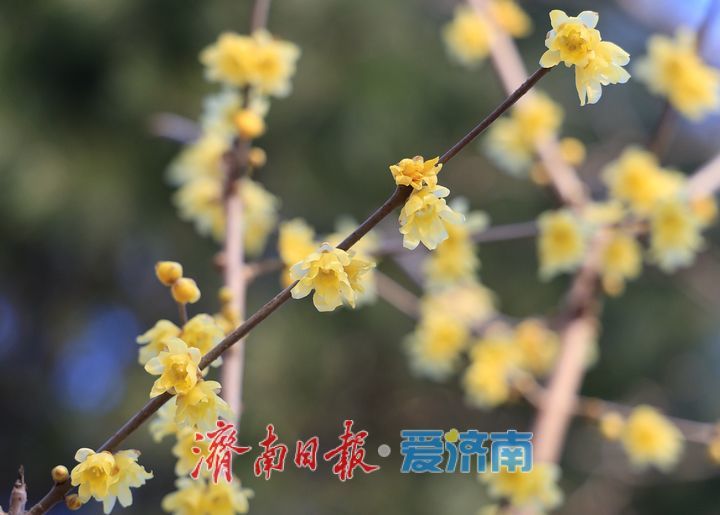 一年四季 泉在济南丨一抹金黄报春来 泉城公园蜡梅竞相开放