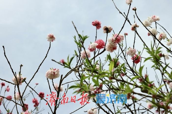 一年四季·泉在济南｜泉城公园碧桃惊艳绽放，一树双色惹人醉