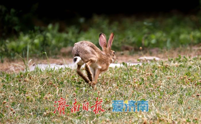 济南公园这道“棕色闪电”，没你想得那么简单！