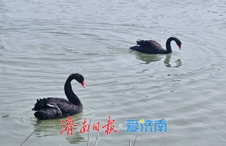 黑天鹅畅游济西湿地
