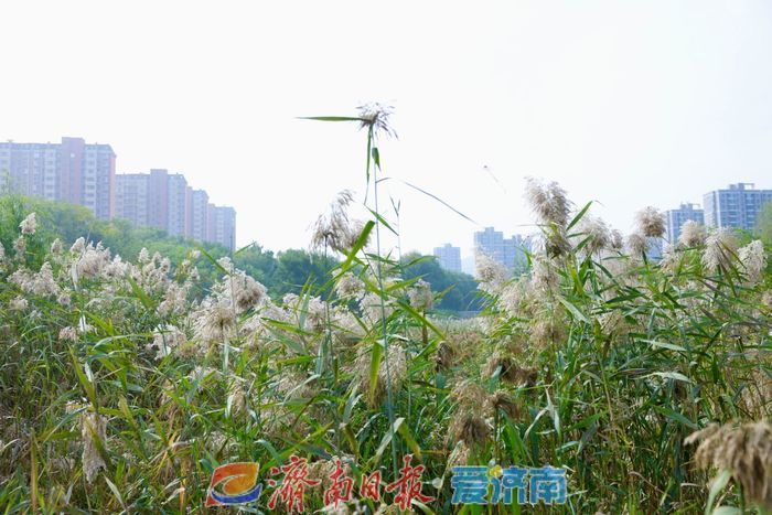 初冬济南，芦苇飘荡惹人醉