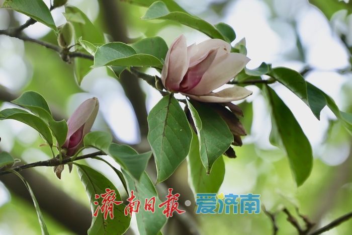 一年四季 泉在济南丨初秋济南百花公园现奇景 玉兰花二度绽放添生机