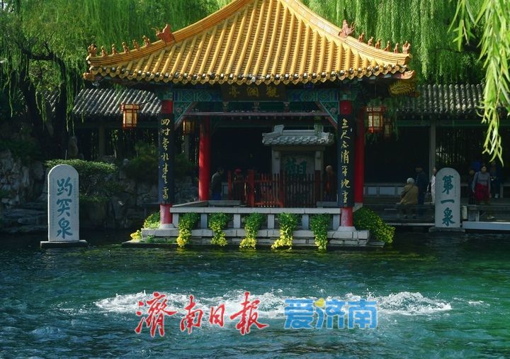 花海模式已开启，趵突泉菊展最佳观赏期来了！