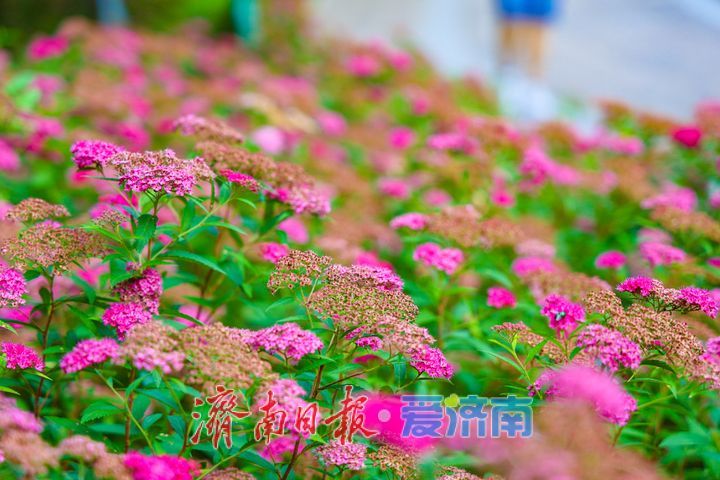 佛慧山粉花绣线菊悄然盛放 散落山间的粉色星芒