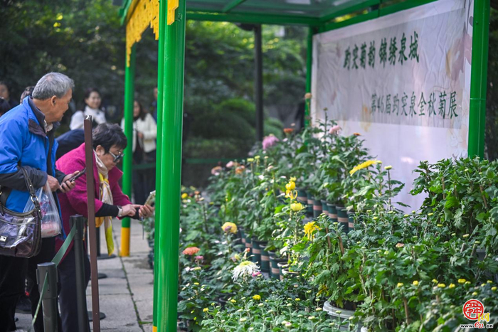 第46届趵突泉金秋菊展即将点亮泉城秋色