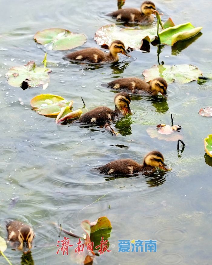 大明湖新生斑嘴鸭宝宝憨态可掬引围观