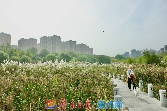 初冬济南，芦苇飘荡惹人醉