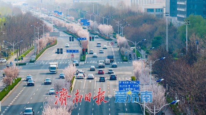 泉城春浓 花满西城—济南西客站片区繁花盛放醉游人