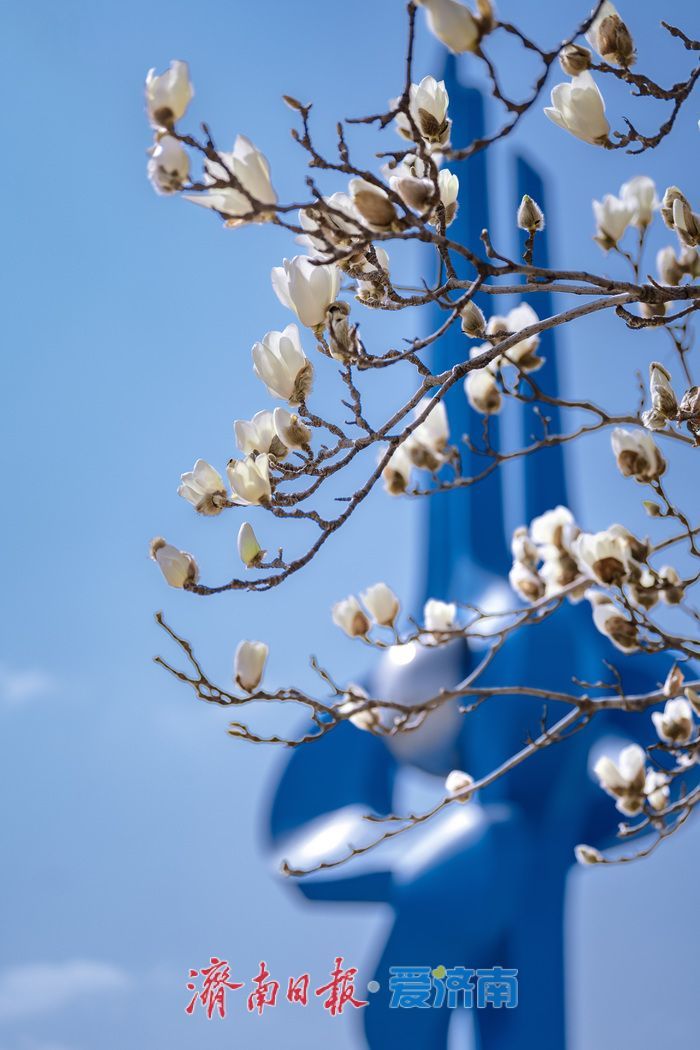 暖阳催花绽！泉城广场玉兰花悄然盛开，邂逅早春浪漫