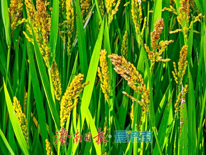 一年四季 泉在济南丨黄河岸畔稻花香：美里湖“金色丰收曲”即将奏响