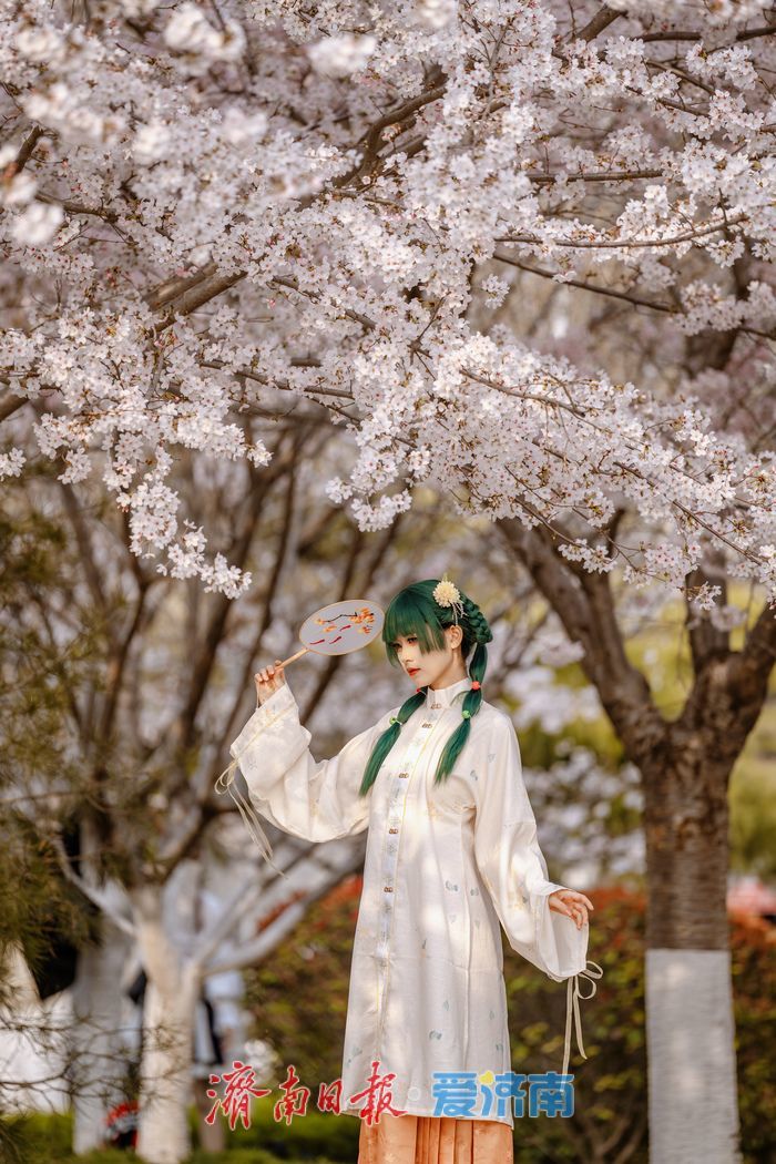 济南滨湖广场樱花盛放 春日浪漫氛围感拉满