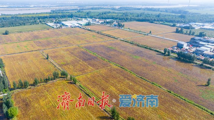 雨水浸泡农田，农户挥汗抢收——直击槐荫区郑家店村大豆抢收现场