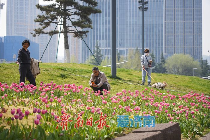 “郁”见春色，济南这片郁金香绽放
