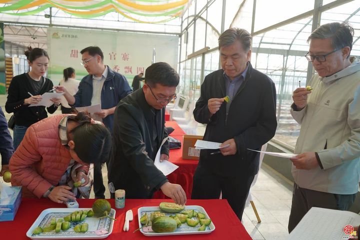 甜蜜风暴席卷高官寨！谁是最强“甜瓜王”？——2026年高官寨甜瓜季种植能手评选鸣锣开赛