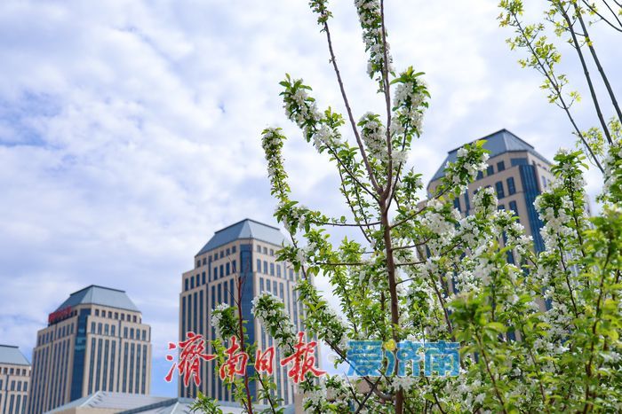 一年四季 泉在济南丨济南超算中心旁海棠盛放 东部科创走廊添春日诗意