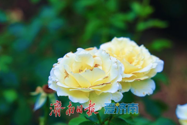 满园月季次第开 端午游园觅芬芳