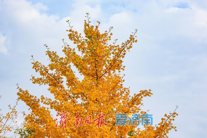 一年四季 泉在济南丨济南黄河银杏林步入唯美交替盛景