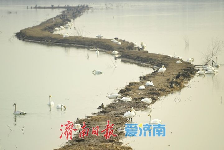 泉城年味气氛组已就位，是“蛇”候过年啦！