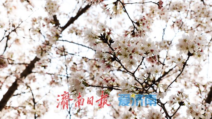 一年四季 泉在济南｜赴一场浪漫樱花雨 济南鲜花港露营赏樱正当时