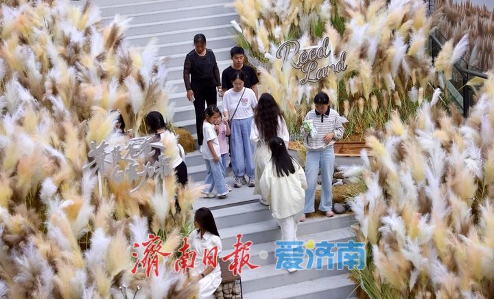 一年四季 泉在济南丨经三路老商埠芦荻花开，中秋假期“打卡”秋意