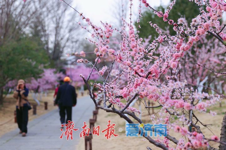 满园春色关不住！森林公园梅花争艳