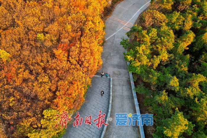 平分秋色！崮山公园漫山层林尽染 迎来最佳观赏期