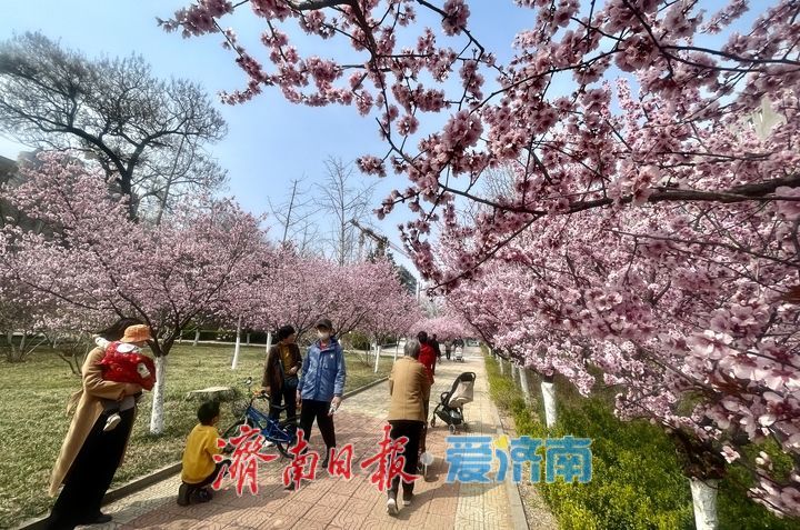 高校校园春意浓 花海引客醉其中