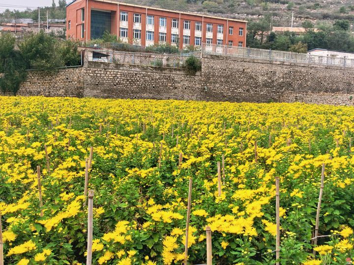 从“采菊东篱”的诗意到“乡村振兴”的盛景——官庄街道连绵青山绽放“幸福花海”