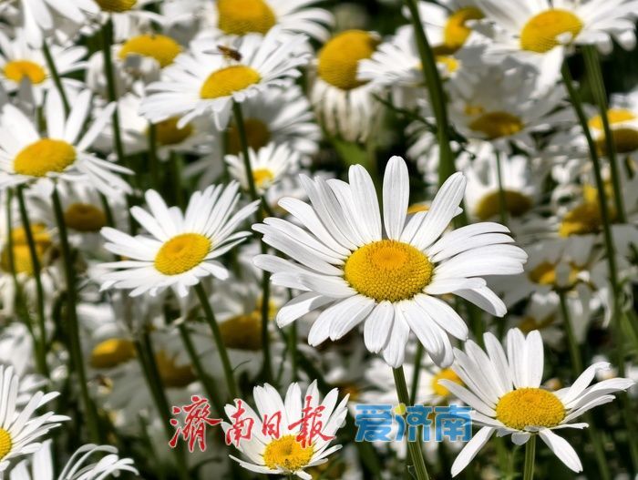 一年四季 泉在济南丨初夏限定！白泉大滨菊花海盛放引市民打卡